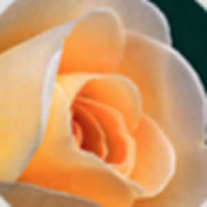 Meet your Posher, Kalli